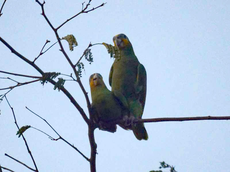 Venezuelaamazonen bei der Paarung (Orange-winged Amazon, Amazona amazonica); Foto: 22.04.2013, Casa Maria, Nähe Bejuma