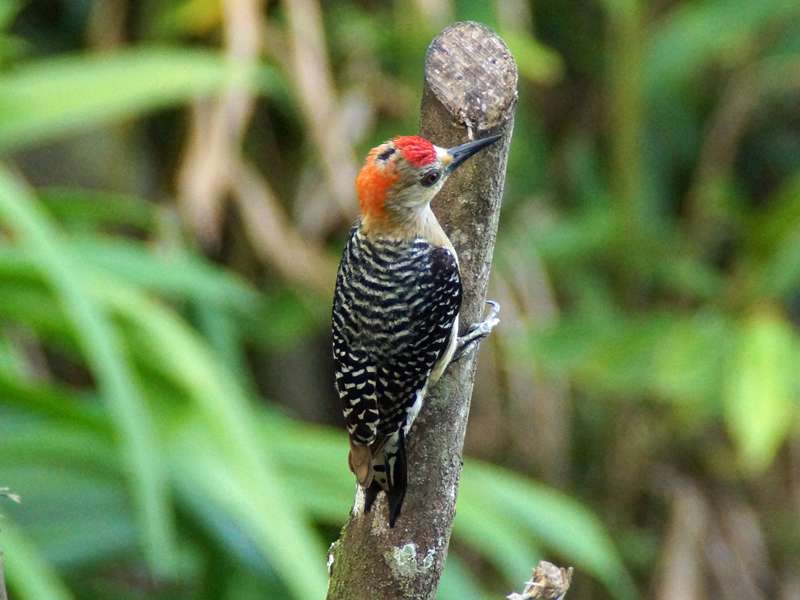 Männlicher Rotkappenspecht (Red-crowned Woodpecker, Melanerpes rubricapillus); Foto: 23.04.2013, Casa Maria, Nähe Bejuma