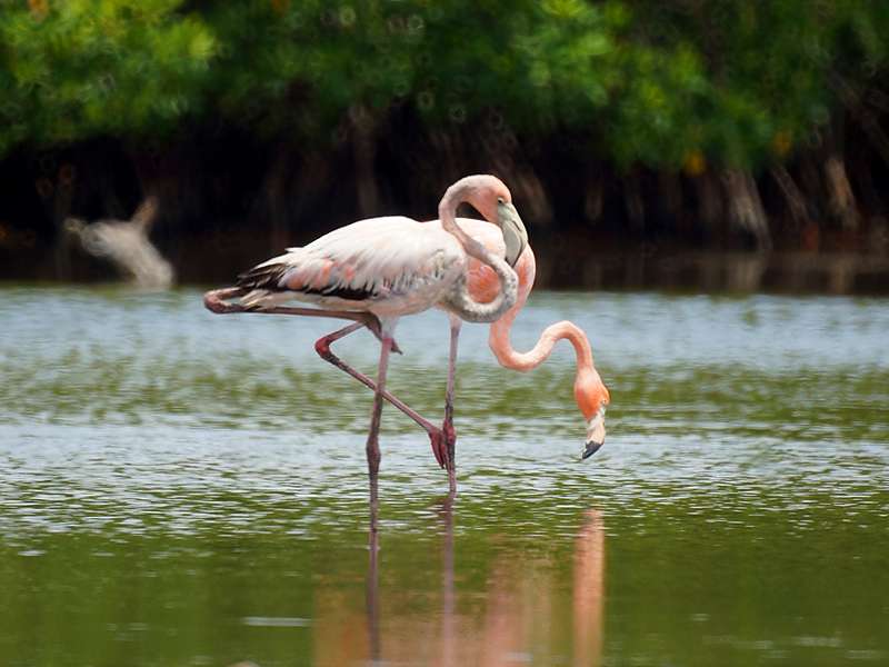 Kubaflamingo (American Flamingo, Phoenicopterus ruber); Foto: 23.04.2013, Morrocoy-Nationalpark