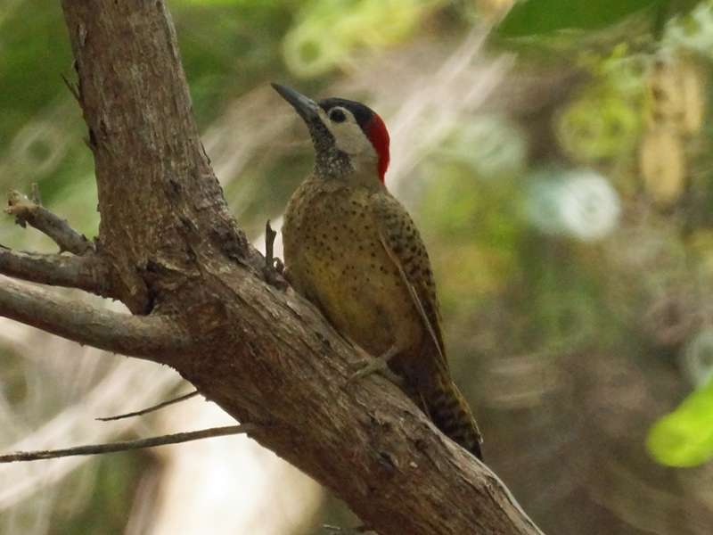 Weiblicher Tüpfelbrustspecht (Spot-breasted Woodpecker, Colaptes punctigula); Foto: 23.04.2013, Morrocoy-Nationalpark