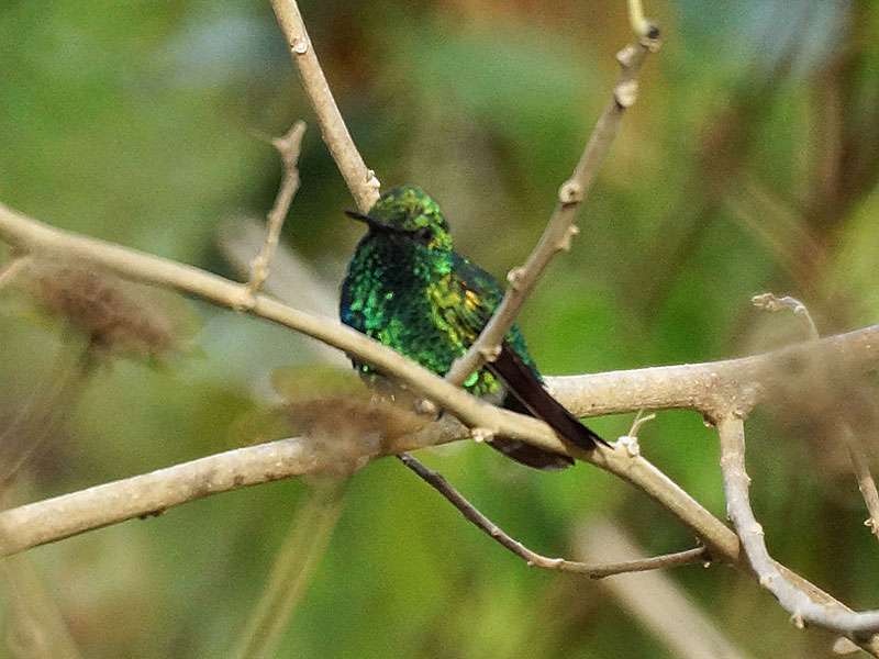 Männlicher Blauschwanz-Smaragdkolibri (Blue-tailed Emerald, Chlorostilbon mellisugus); Foto: 23.04.2013, Morrocoy-Nationalpark