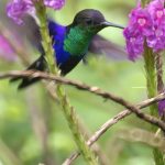 Kolibris (Hummingbirds, Trochilidae)