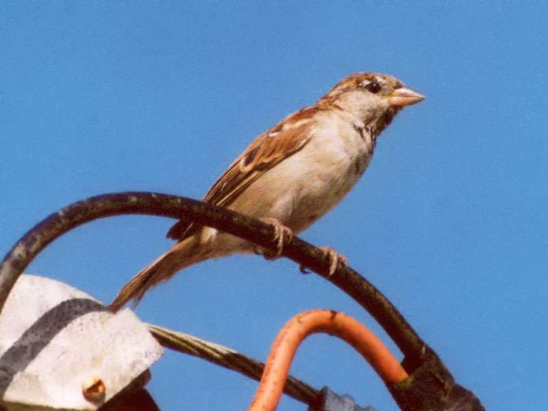 Weiblicher Haussperling (House Sparrow, Passer domesticus); Foto: 28.01.2004, Puerto Viejo de Sarapiquí