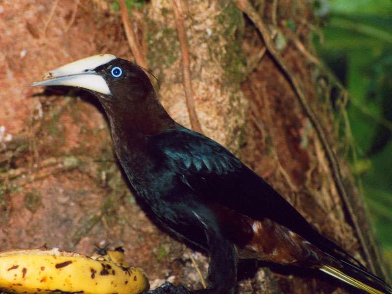 Rotkopf-Stirnvogel (Chestnut-headed Oropendola, Psarocolius wagleri); Foto: 28.01.2004, Nähe Puerto Viejo de Sarapiquí