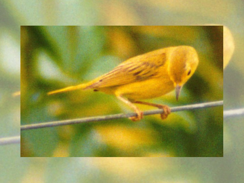 Belegbild eines Goldwaldsängers (Yellow Warbler, Setophaga petechia); Foto: 30.01.2004, La Fortuna