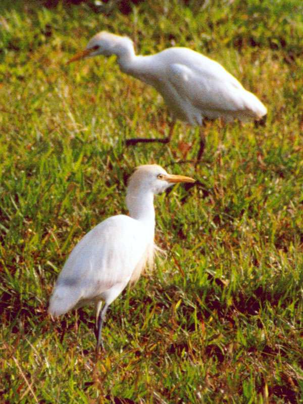 Kuhreiher (Cattle Egret, Bubulcus ibis); Foto: 29.01.2004, Arenal-Nationalpark