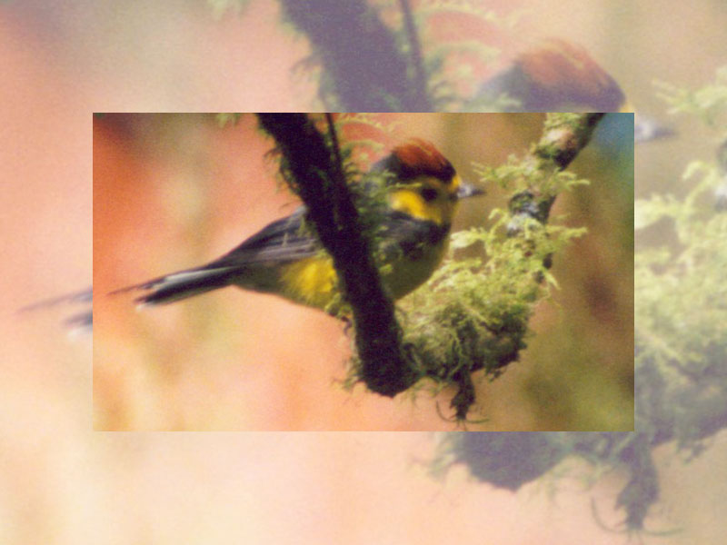 Belegbild eines Halsband-Waldsängers (Collared Redstart, Myioborus torquatus); Foto: 02.02.2004, Santa Elena