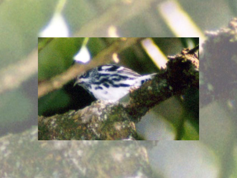 Belegbild eines Kletterwaldsängers (Black-and-White Warbler, Mniotilta varia); Foto: 02.02.2004, Santa Elena