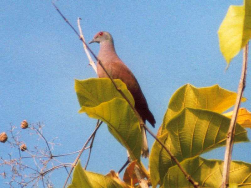 Rotrückentaube (Rufous Pigeon, Patagioenas cayennensis); Foto: 05.02.2004, Puerto Quepos