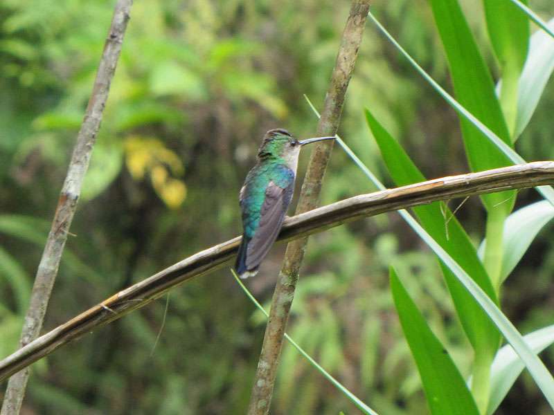 Weibliche Violettkronennymphe (Crowned Woodnymph, Thalurania colombica); Foto: 26.04.2012, Braulio-Carrillo-Nationalpark