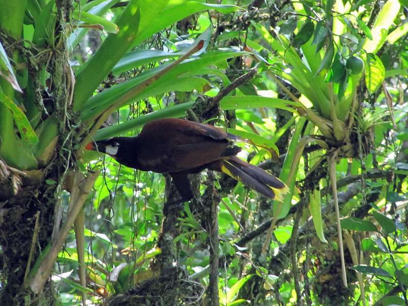 Montezumastirnvogel (Montezuma Oropendola, Psarocolius montezuma); Foto: 26.04.2012, Nähe Puerto Viejo de Sarapiquí
