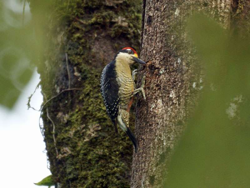 Männlicher Schläfenfleckspecht (Black-cheeked Woodpecker, Melanerpes pucherani); Foto: 26.04.2012, Nähe Puerto Viejo de Sarapiquí