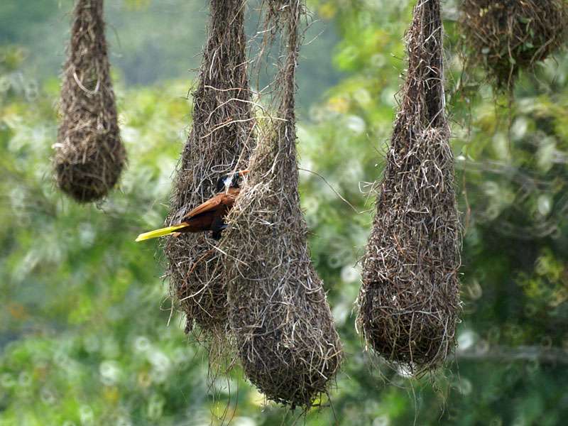 Montezumastirnvogel (Montezuma Oropendola, Psarocolius montezuma); Foto: 26.04.2012, Nähe Braulio-Carrillo-Nationalpark