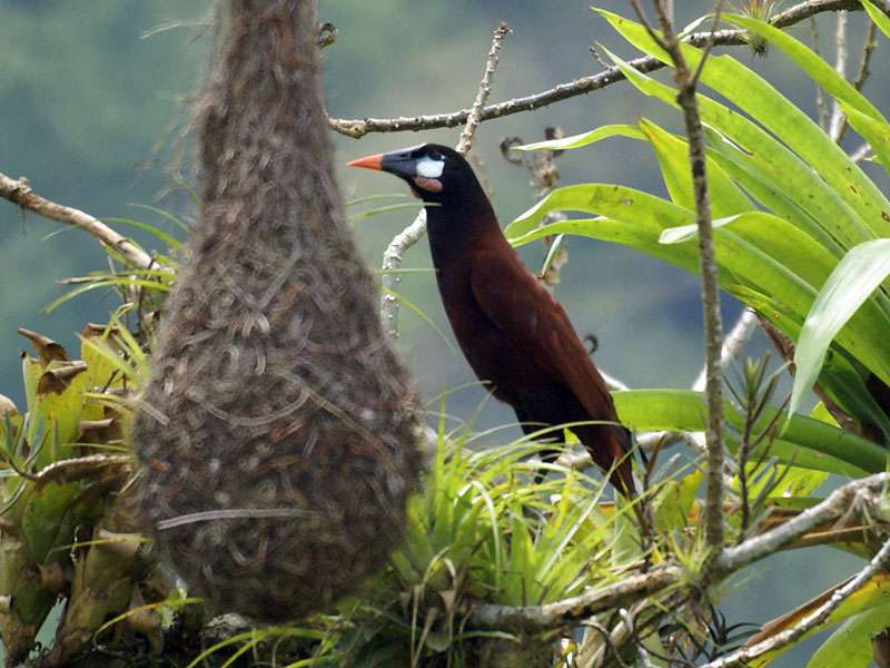 Montezumastirnvogel (Montezuma Oropendola, Psarocolius montezuma); Foto: 26.04.2012, Nähe Braulio-Carrillo-Nationalpark
