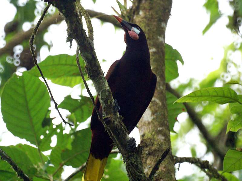 Montezumastirnvogel (Montezuma Oropendola, Psarocolius montezuma); Foto: 27.04.2012, La Selva Biological Station