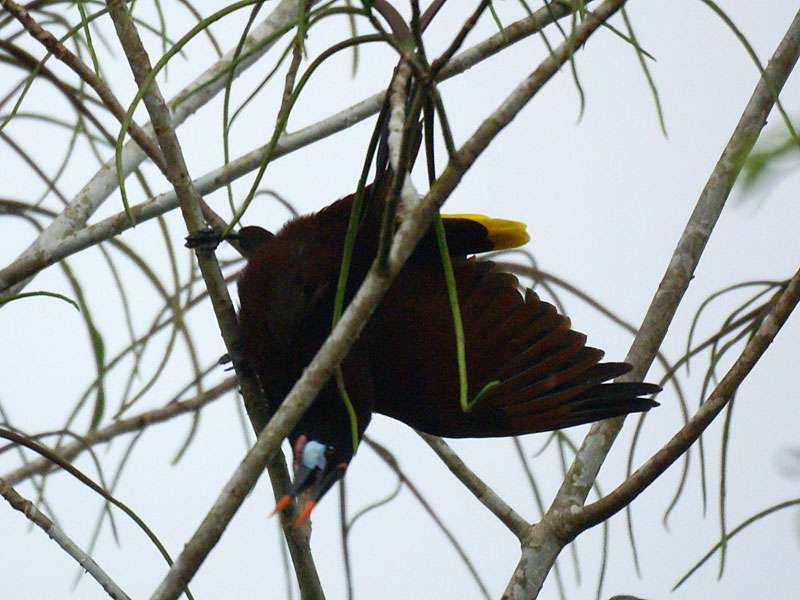 Balzender Montezumastirnvogel (Montezuma Oropendola, Psarocolius montezuma); Foto: 27.04.2012, La Selva Biological Station