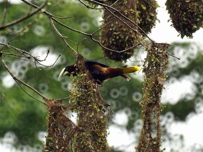 Rotkopf-Stirnvogel (Chestnut-headed Oropendola, Psarocolius wagleri), Altvogel am Nest; Foto: 27.04.2012, La Selva Biological Station