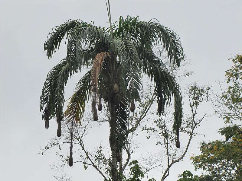Nester der Rotkopf-Stirnvögel (Chestnut-headed Oropendola, Psarocolius wagleri); Foto: 27.04.2012, La Selva Biological Station