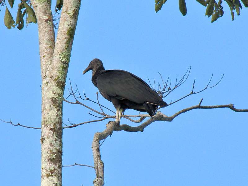 Rabengeier (American Black Vulture, Coragyps atratus); Foto: 29.04.2012, La Fortuna