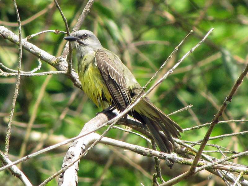 Trauerkönigstyrann (Tropical Kingbird, Tyrannus melancholicus); Foto: 30.04.2012, Los Chiles