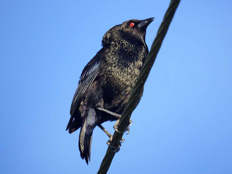 Männlicher Rotaugen-Kuhstärling (Bronzed Cowbird, Molothrus aeneus); Foto: 30.04.2012, Los Chiles