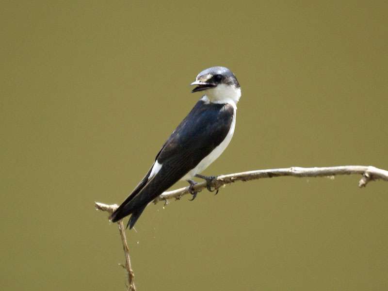 Mangroveschwalbe (Mangrove Swallow, Tachycineta albilinea), Altvogel; Foto: 30.04.2012, Los Chile