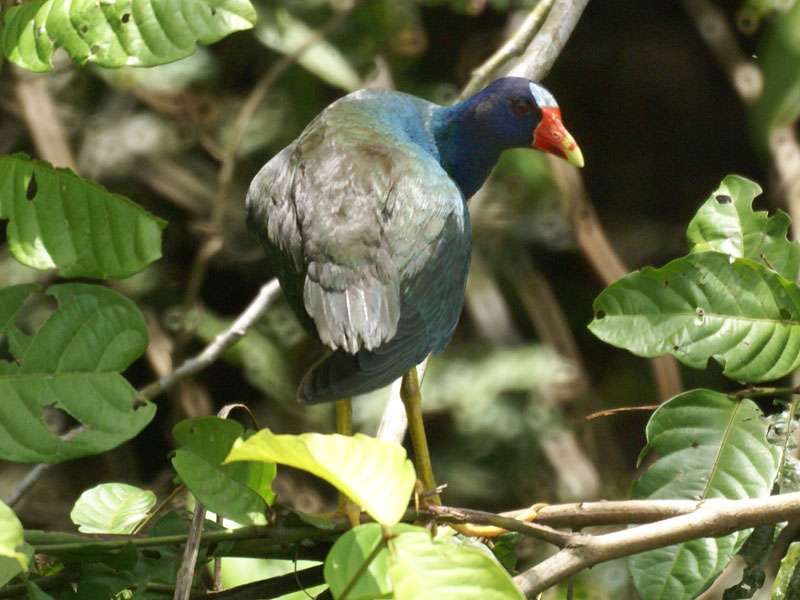 Zwergsultanshuhn (Purple Gallinule, Porphyrio martinica); Foto: 30.04.2012, Los Chiles