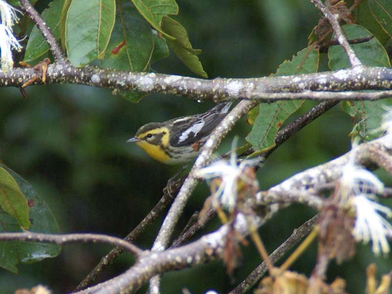 Männlicher Fichtenwaldsänger (Blackburnian Warbler, Setophaga fusca); Foto: 02.05.2012, Monteverde