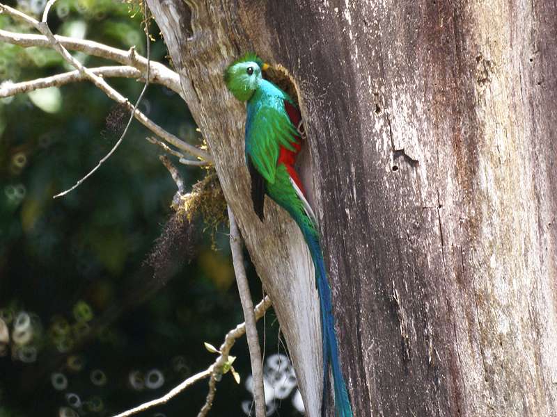 Männlicher Quetzal (Resplendent Quetzal, Pharomachrus mocinno); Foto: 02.05.2012, Monteverde