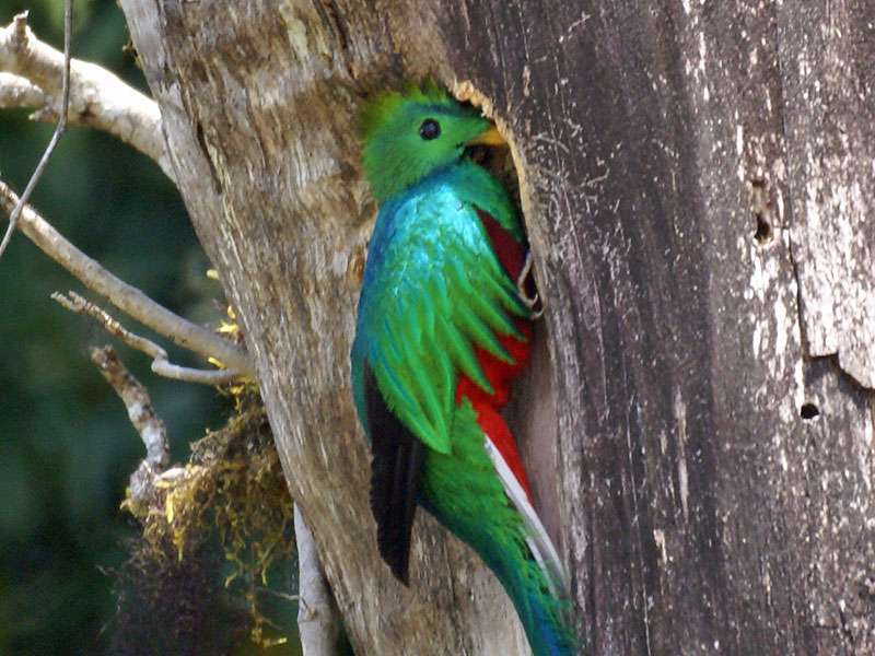 Männlicher Quetzal (Resplendent Quetzal, Pharomachrus mocinno); Foto: 02.05.2012, Monteverde