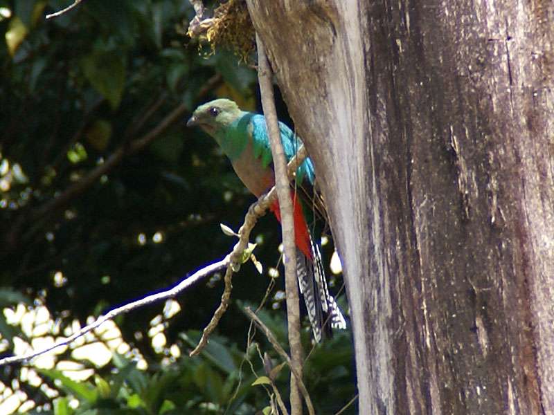 Weiblicher Quetzal (Resplendent Quetzal, Pharomachrus mocinno); Foto: 02.05.2012, Monteverde