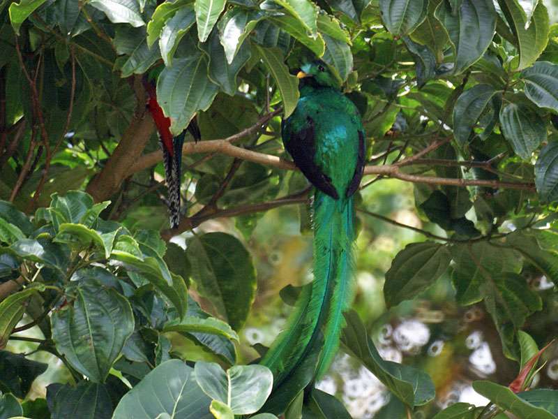 Zwei Quetzale (Resplendent Quetzal, Pharomachrus mocinno), links versteckt das Weibchen, rechts das Männchen; Foto: 02.05.2012, Monteverde