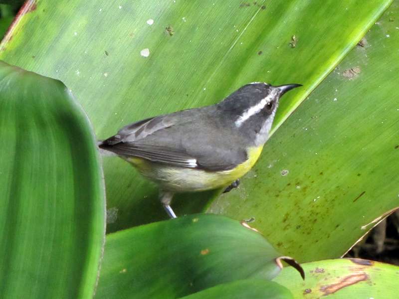 Zuckervogel (Bananaquit, Coereba flaveola); Foto: 02.05.2012, Monteverde