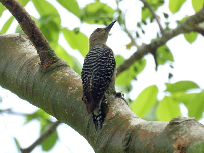 Hoffmann-Specht (Hoffmann's Woodpecker, Melanerpes hoffmannii); Foto: 03.05.2012, Nähe Puntarenas
