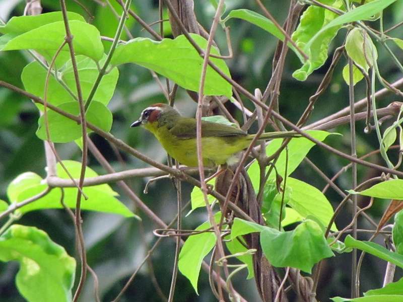 Weiblicher Rotkappen-Waldsänger (Rufous-capped Warbler, Basileuterus rufifrons); Foto: 03.05.2012, Nähe Manzanillo