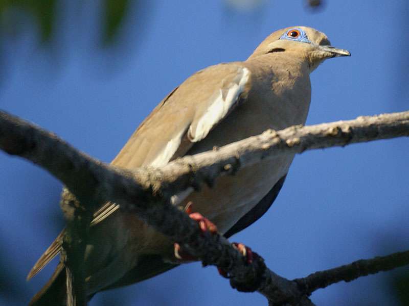 Weißflügeltaube (White-winged Dove, Zenaida asiatica); Foto: 04.05.2012, Nähe Manzanillo