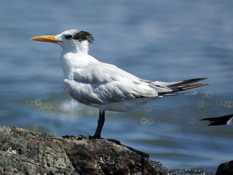Königsseeschwalbe (Royal Tern, Thalasseus maxima); Foto: 04.05.2012, Golf von Nicoya