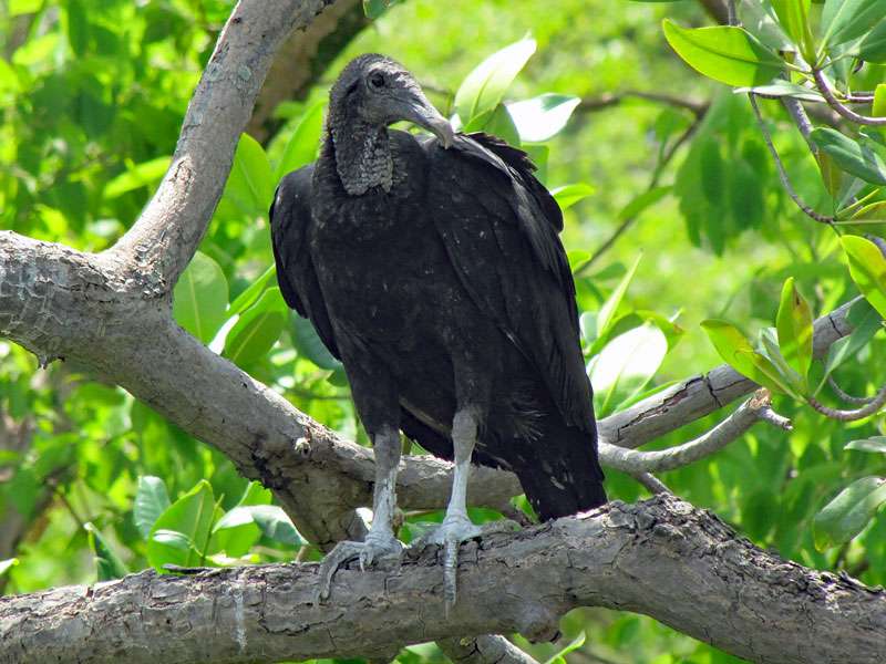 Rabengeier (American Black Vulture, Coragyps atratus); Foto: 04.05.2012, Río Tempisque