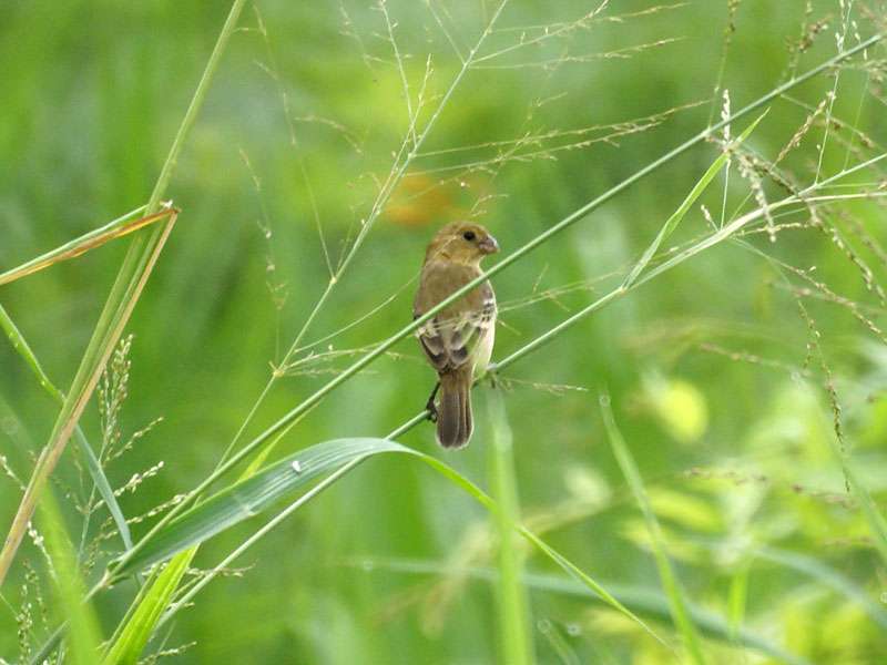 Schieferspelzer (Slate-colored Seedeater, Sporophila schistacea), Weibchen; Foto: 05.05.2012, Salinen der Ensenada-Lodge, Nähe Manzanillo