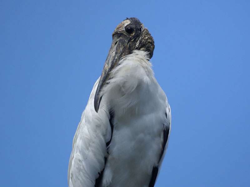 Waldstorch (Wood Stork, Mycteria americana); Foto: 05.05.2012, Puntarenas