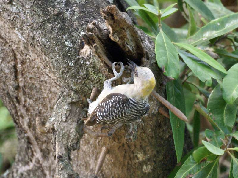 Weiblicher Hoffmann-Specht (Hoffmann's Woodpecker, Melanerpes hoffmannii); Foto: 05.05.2012, Puntarenas