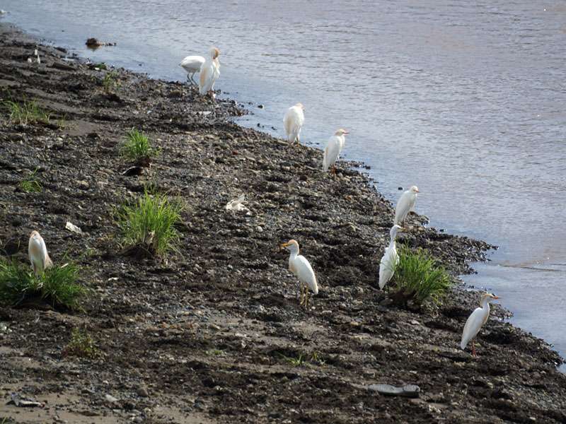 Kuhreiher (Cattle Egret, Bubulcus ibis); Foto: 05.05.2012, Nähe Tarcoles