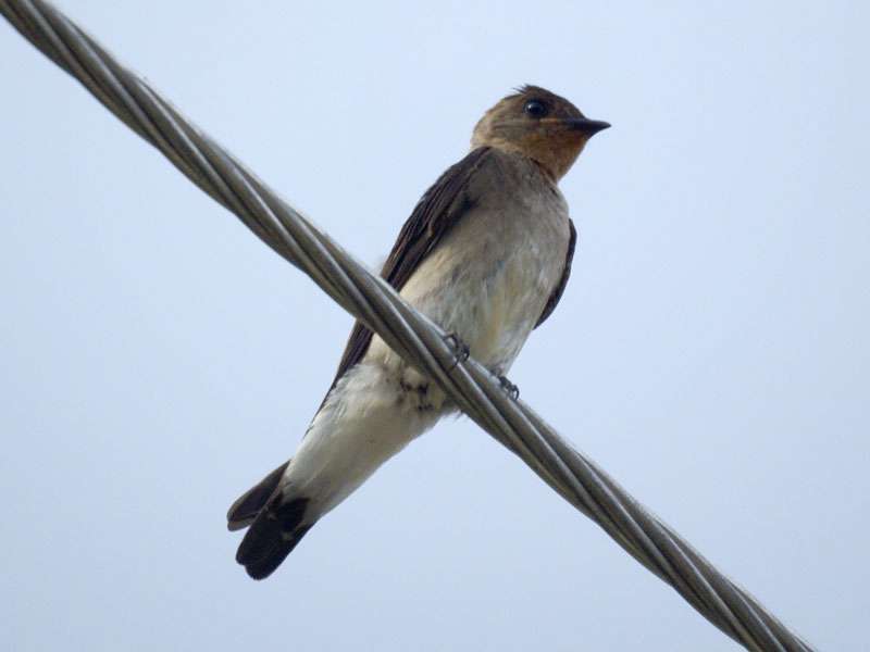 Zimtkehlschwalbe (Southern Rough-winged Swallow, Stelgidopteryx ruficollis); Foto: 06.05.2012, Dominical