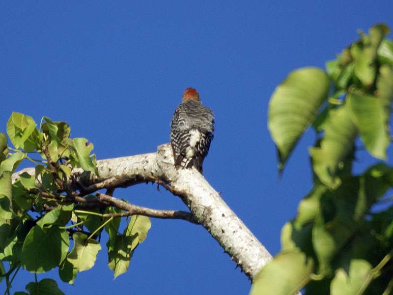 Rotkappenspecht (Red-crowned Woodpecker, Melanerpes rubricapillus); Foto: 07.05.2012, Dominical