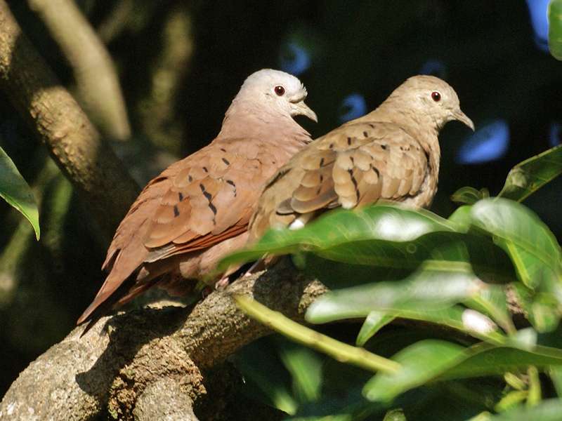 Rosttäubchen (Ruddy Ground Dove, Columbina talpacoti); Foto: 07.05.2012, Dominical
