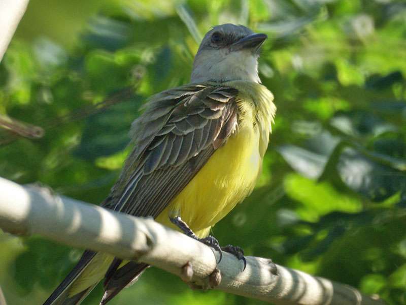 Schmalschnabel-Königstyrann (Western Kingbird, Tyrannus verticalis); Foto: 07.05.2012, Dominical