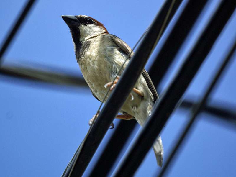 Männlicher Haussperling (House Sparrow, Passer domesticus); Foto: 07.05.2012, Barú