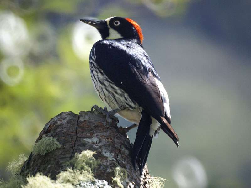 Weiblicher Eichelspecht (Acorn Woodpecker, Melanerpes formicivorus); Foto: 09.05.2012, Nähe San Gerardo de Dota