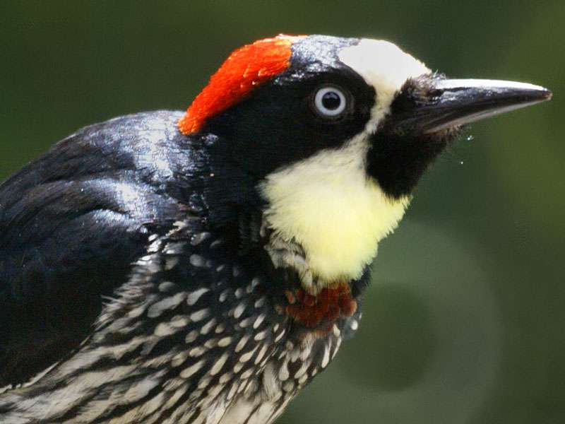 Weiblicher Eichelspecht (Acorn Woodpecker, Melanerpes formicivorus); Foto: 09.05.2012, Nähe San Gerardo de Dota