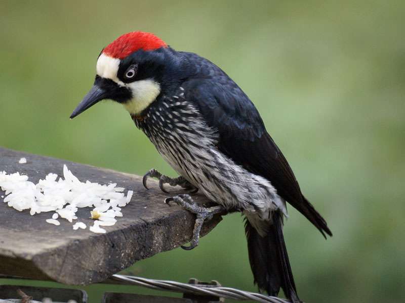 Männlicher Eichelspecht (Acorn Woodpecker, Melanerpes formicivorus); Foto: 09.05.2012, Nähe San Gerardo de Dota